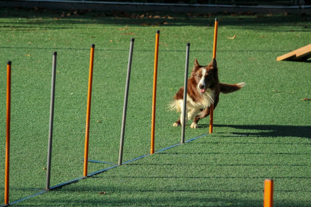 Dog training