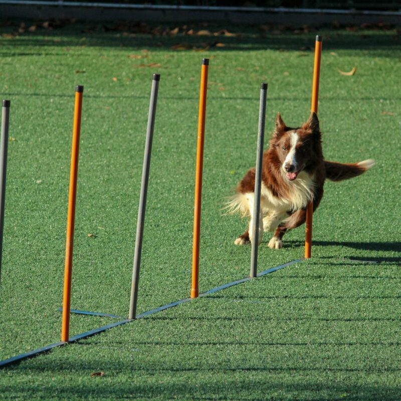 Dog training