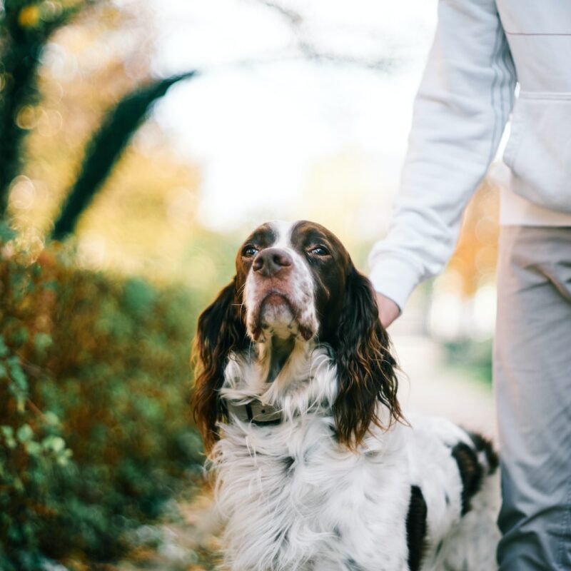 Pet owner