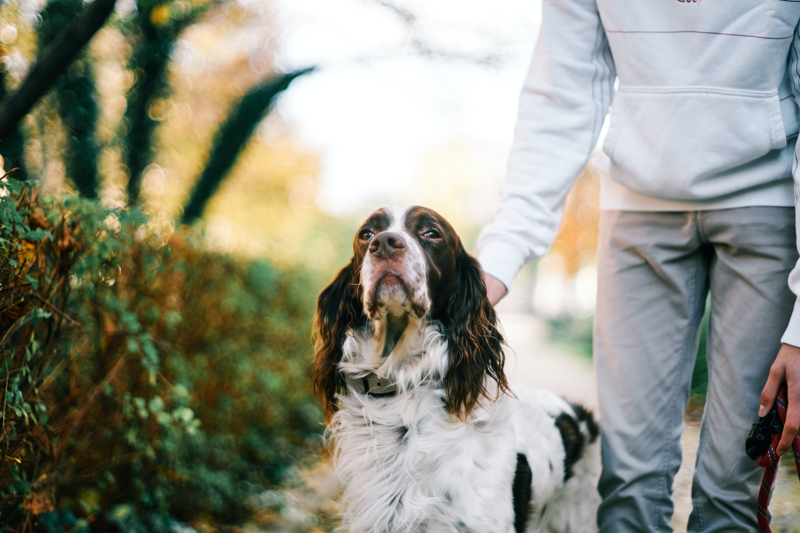 How FAT Honors Your Dog’s Unique Profile